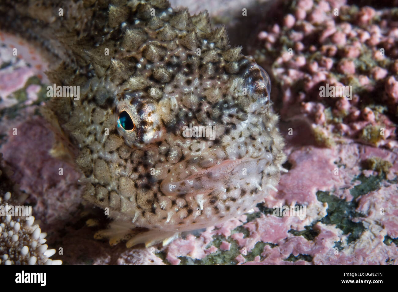 Atlantico Lumpsucker spinoso sott'acqua nel fiume San Lorenzo in Canada Foto Stock