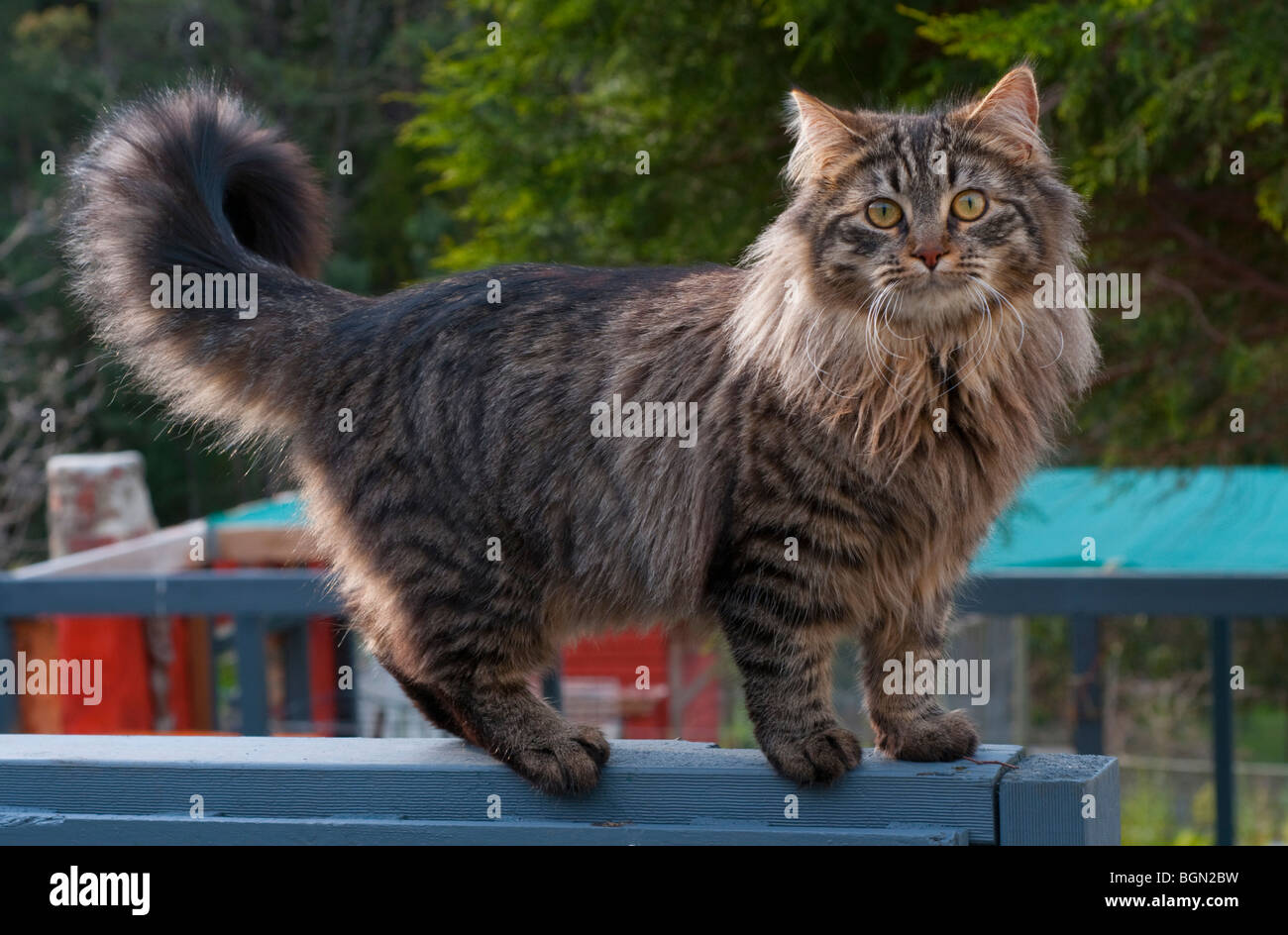 Un pelo lungo tabby cat camminando su un giardino recinto Foto Stock