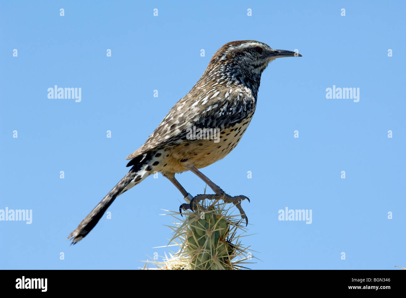 Cactus wren (Campylorhynchus brunneicapillus) nel deserto di Sonora, organo a canne Cactus monumento nazionale, Arizona, USA Foto Stock