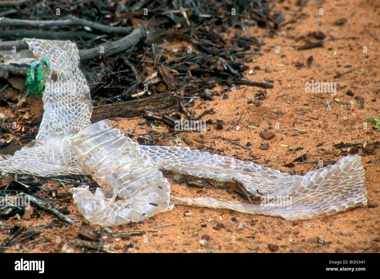 Cape cobra (Naja nivea) pelle versato nel deserto del Kalahari, Kgalagadi Parco transfrontaliero, Sud Africa Foto Stock