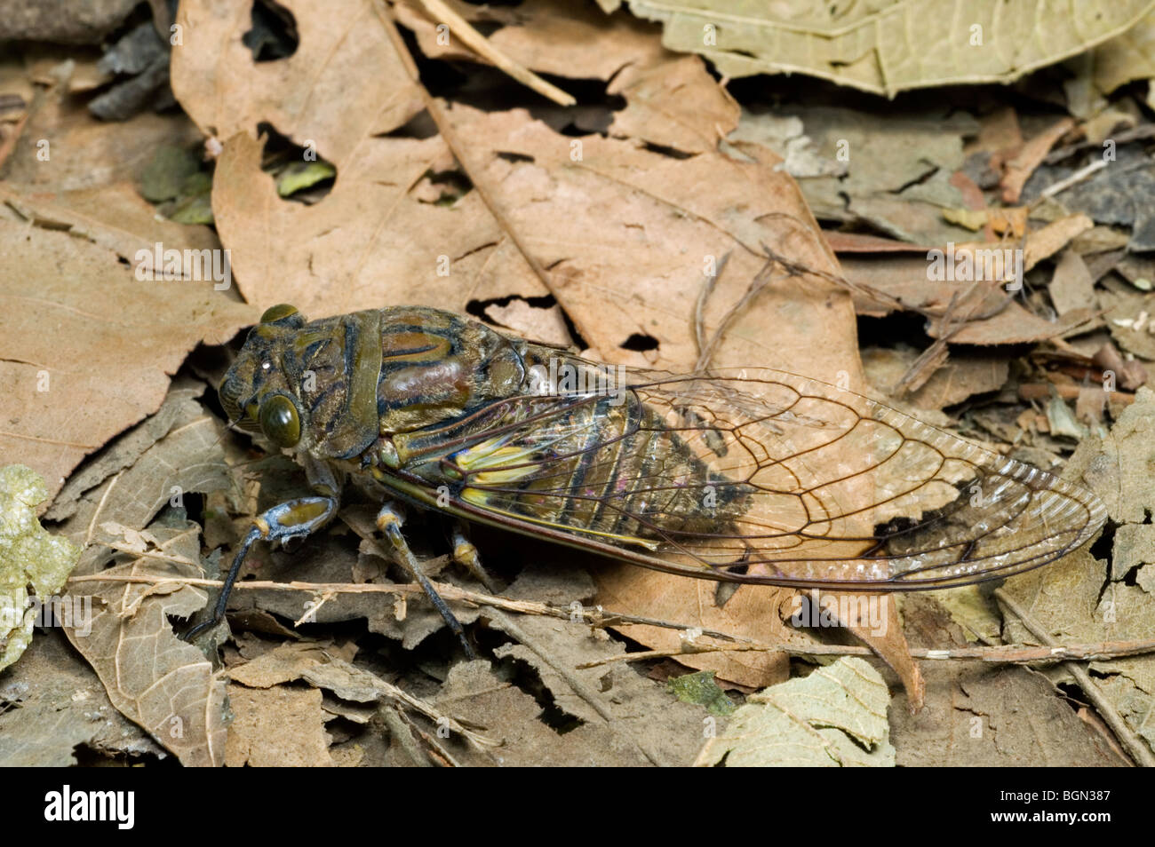 Cicala Cicala (sp.) sul suolo della foresta tra foglie morte, Carara NP, Costa Rica Foto Stock