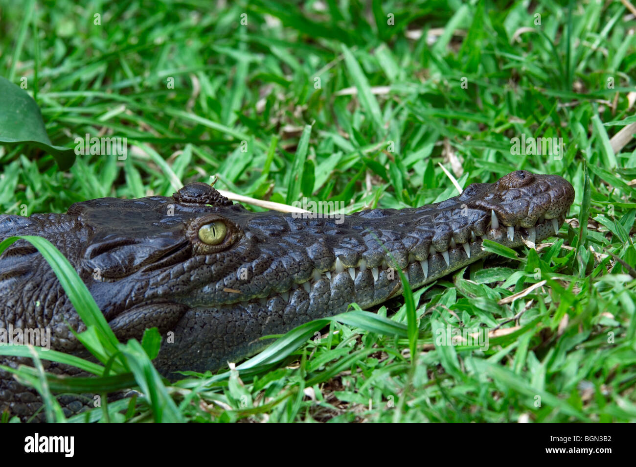 Coccodrillo americano (Crocodylus acutus) appoggiato sulla banca del fiume che mostra grande muso e denti, Carara National Park, Costa Rica Foto Stock