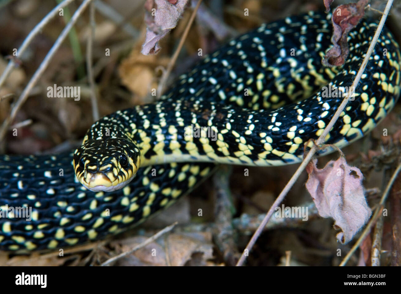 Green Whip Snake / Western frusta Snake (Hierophis viridiflavus / Coluber viridiflavus), La Brenne, Francia Foto Stock