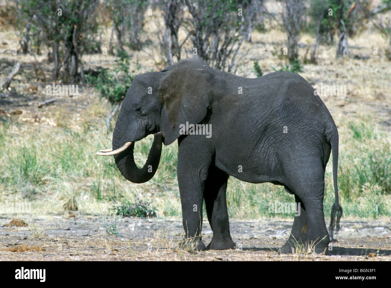 Elefante africano (Loxodonta africana) mettendo il cibo in bocca con tronco, Kruger National Park, Sud Africa Foto Stock
