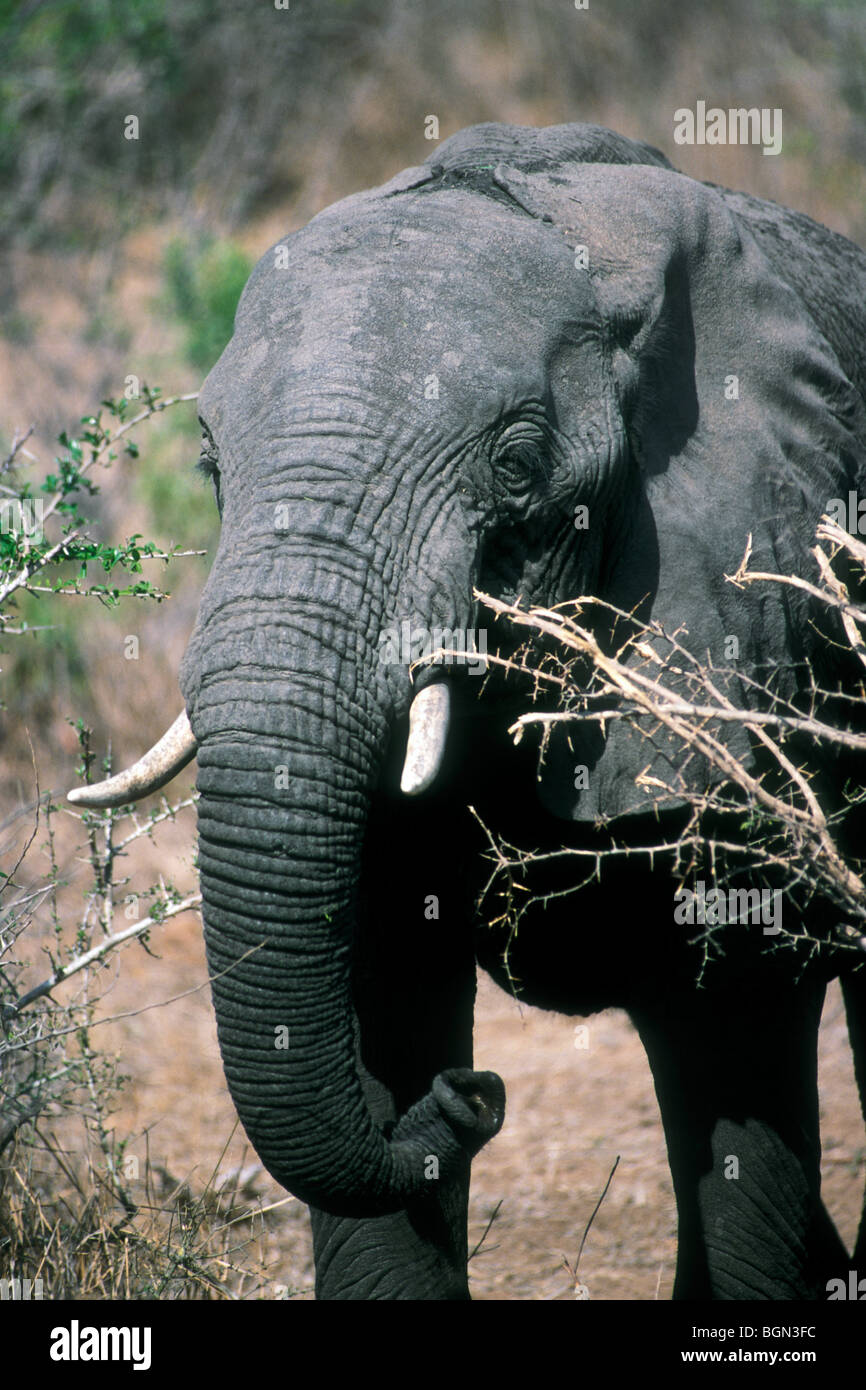 Elefante africano (Loxodonta africana) mangiare ramoscelli da bush nella prateria a secco del Lowveld Kruger National Park, Sud Africa Foto Stock