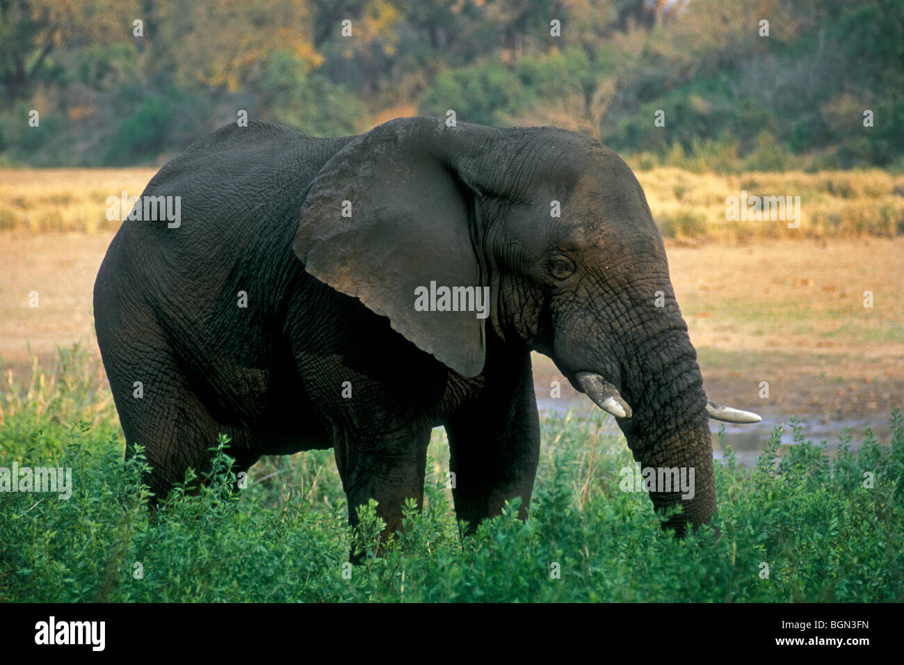 Elefante africano (Loxodonta africana) alimentazione lungo fiume, Parco Nazionale Kruger, Sud Africa Foto Stock