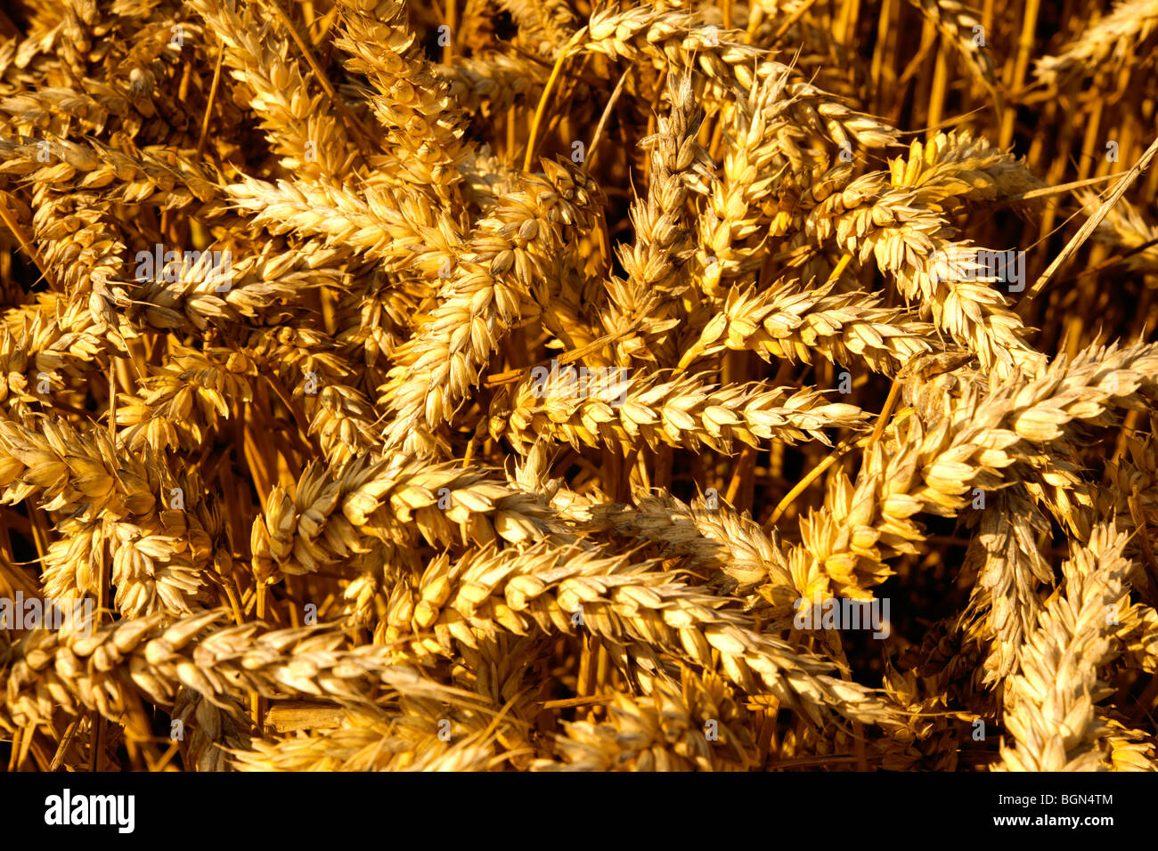 Mature di grano (mais) in un archiviato pronto per la mietitura Foto Stock