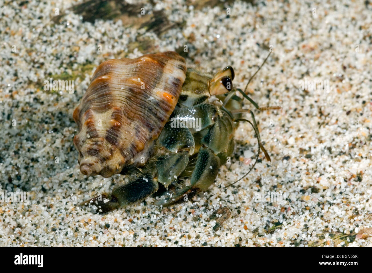 Il granchio eremita (variabilis compressus) sulla spiaggia, Parco Nazionale di Manuel Antonio, Costa Rica, America Centrale Foto Stock