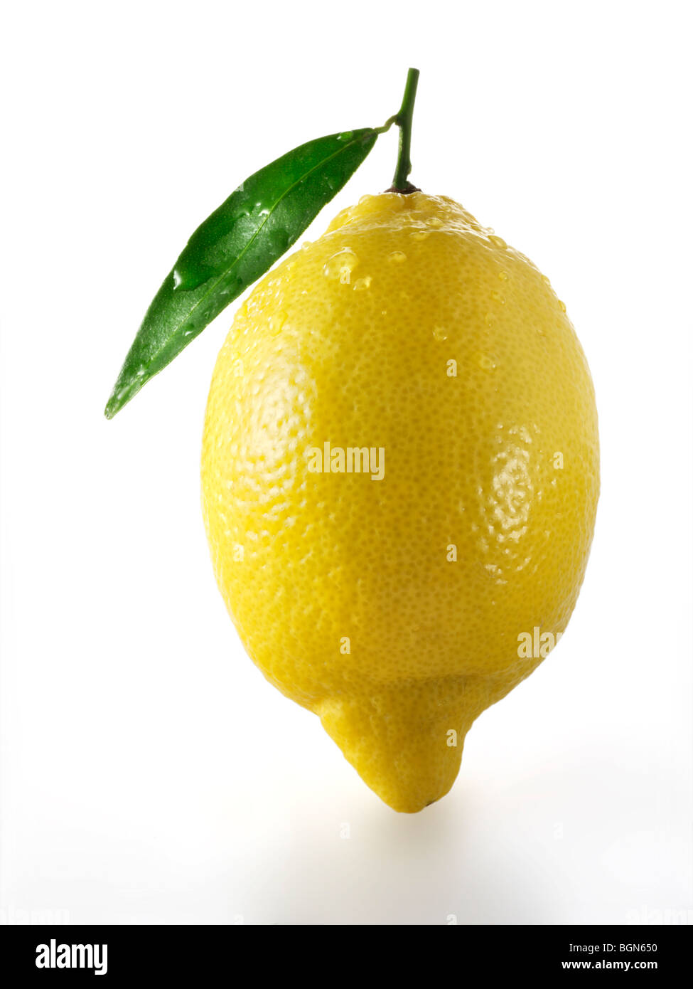 Tutto freschi Limoni con foglie contro uno sfondo bianco Foto Stock