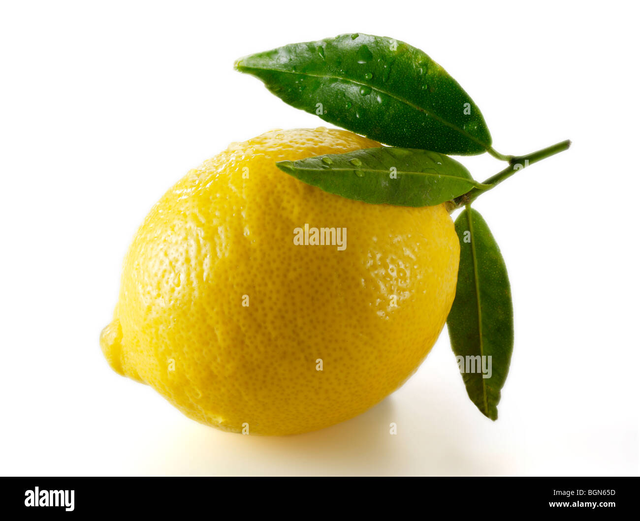 Tutto freschi Limoni con foglie contro uno sfondo bianco Foto Stock