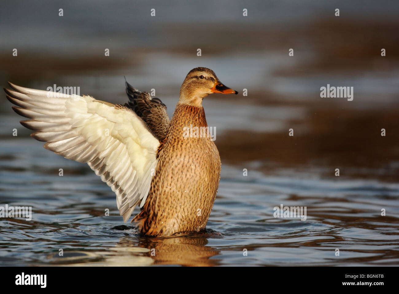 Il Germano Reale, Anas platyrhynchos, unica ala femminile stretching sull'acqua, inverno, Lancashire, Regno Unito Foto Stock