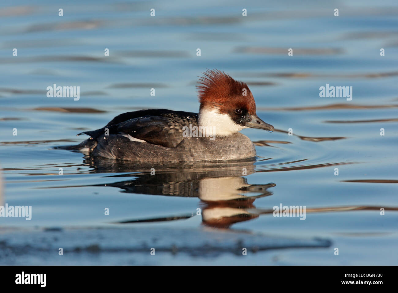 Smew, Mergellus albellus, unica donna nuoto, Lothian, Scozia 2009 Foto Stock