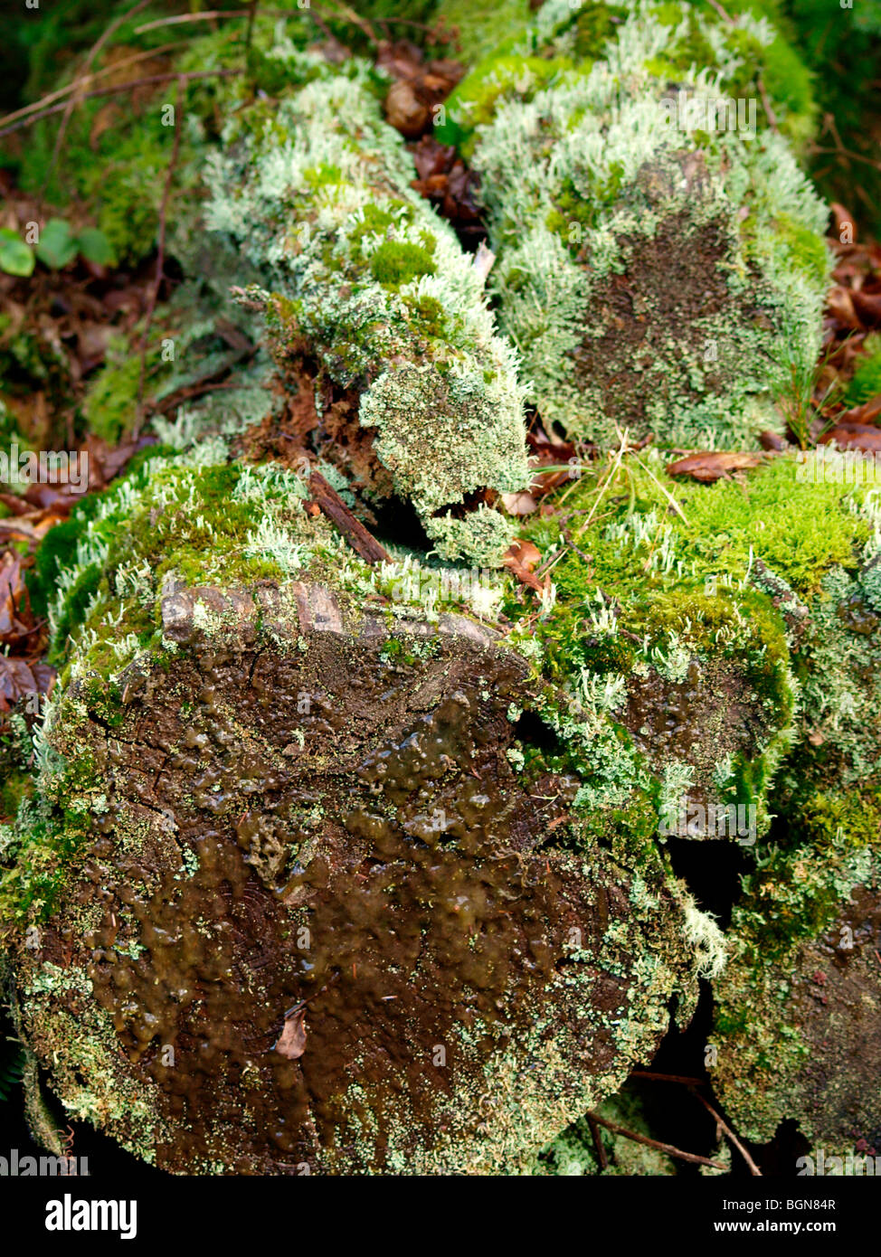 Pila di vecchi log, decadendo, ricoperto da muschi e licheni Foto Stock