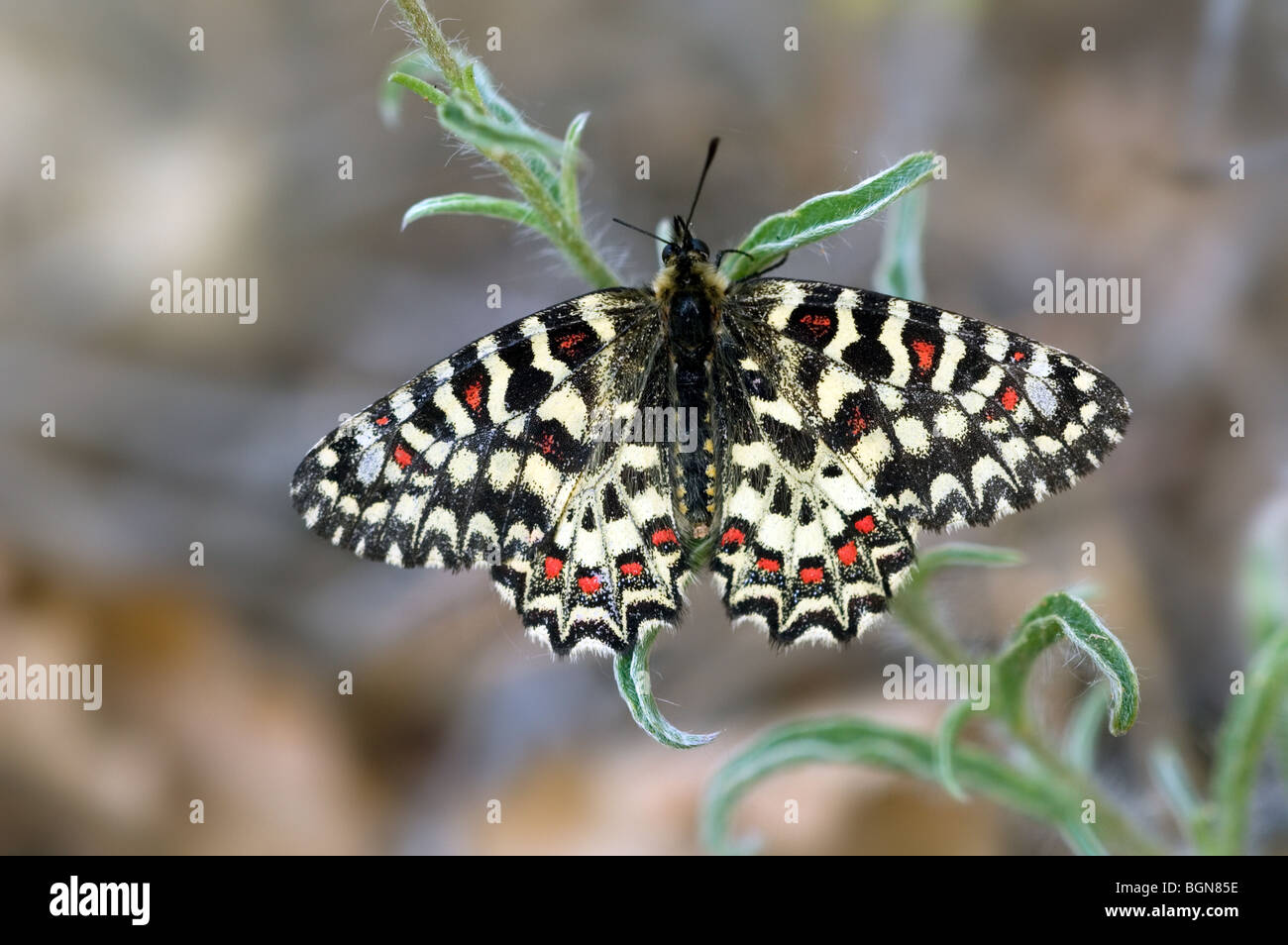 Lo spagnolo festone farfalla (Zerynthia rumina), Estremadura, Spagna Foto Stock
