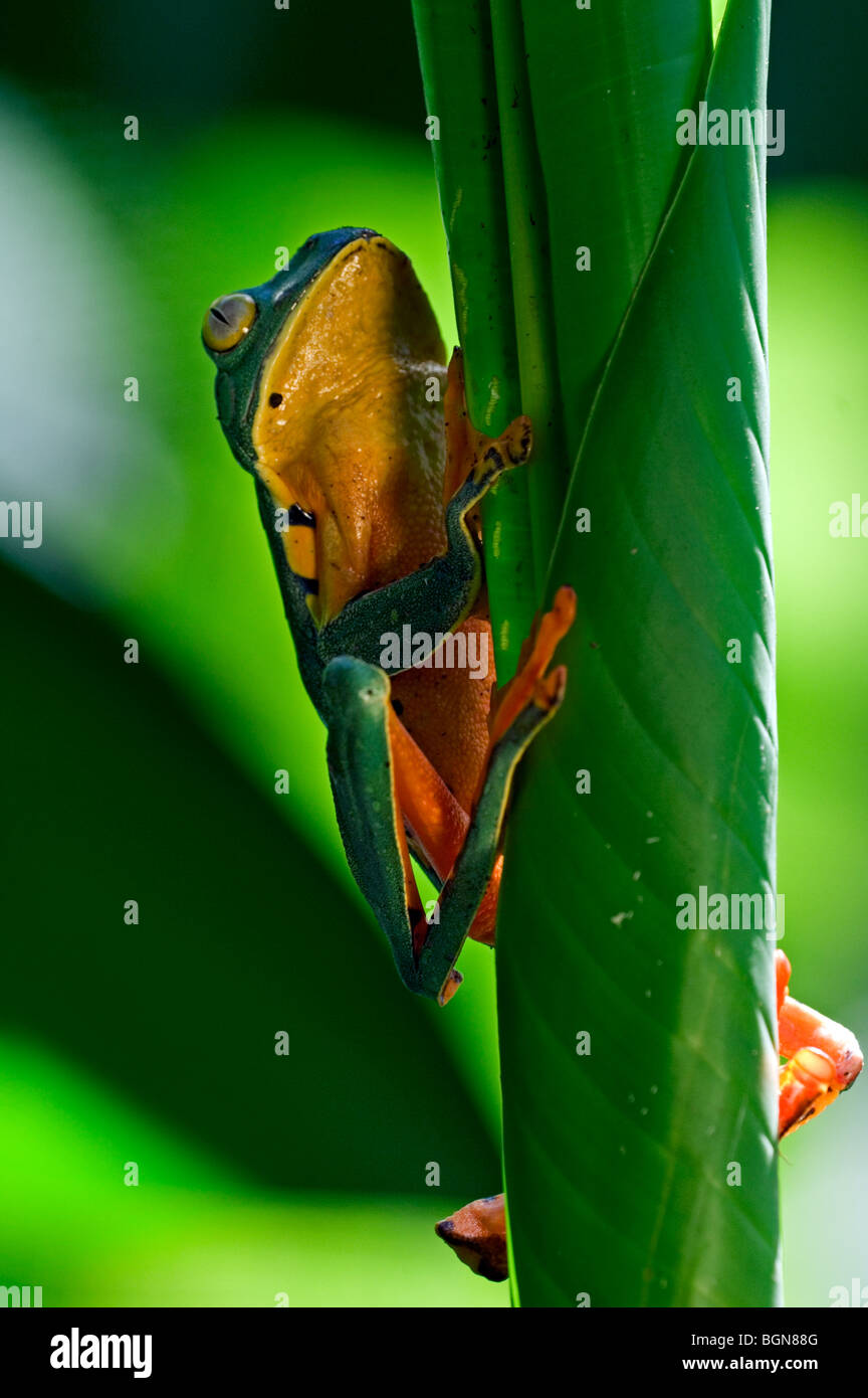 Splendida foglia (rana Agalychnis calcarifer) dello stelo di arrampicata, Costa Rica Foto Stock