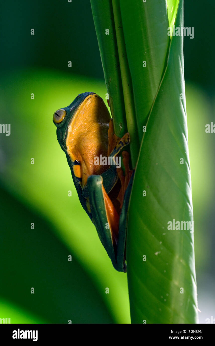 Splendida foglia (rana Agalychnis calcarifer), Costa Rica Foto Stock