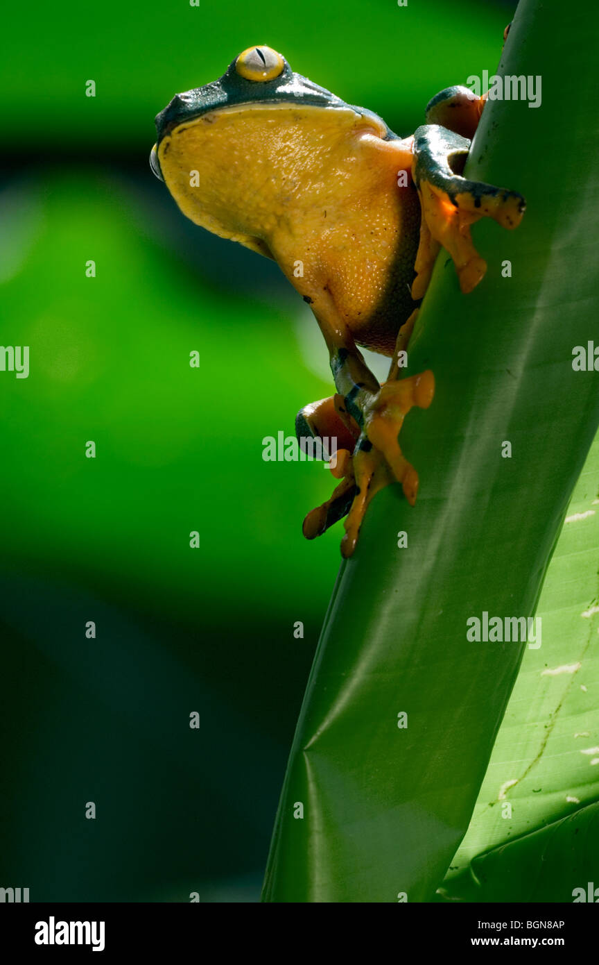 Splendida foglia (rana Agalychnis calcarifer) seduta sulla foglia, Costa Rica Foto Stock