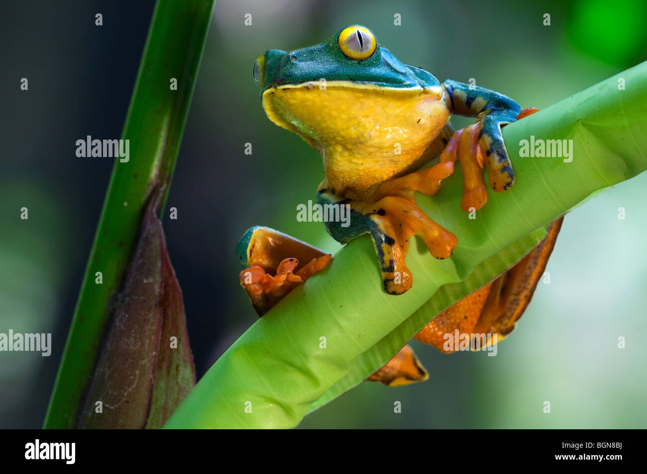 Splendida foglia (rana Agalychnis calcarifer) appollaiato sulla foglia nella foresta pluviale, Costa Rica, America Centrale Foto Stock