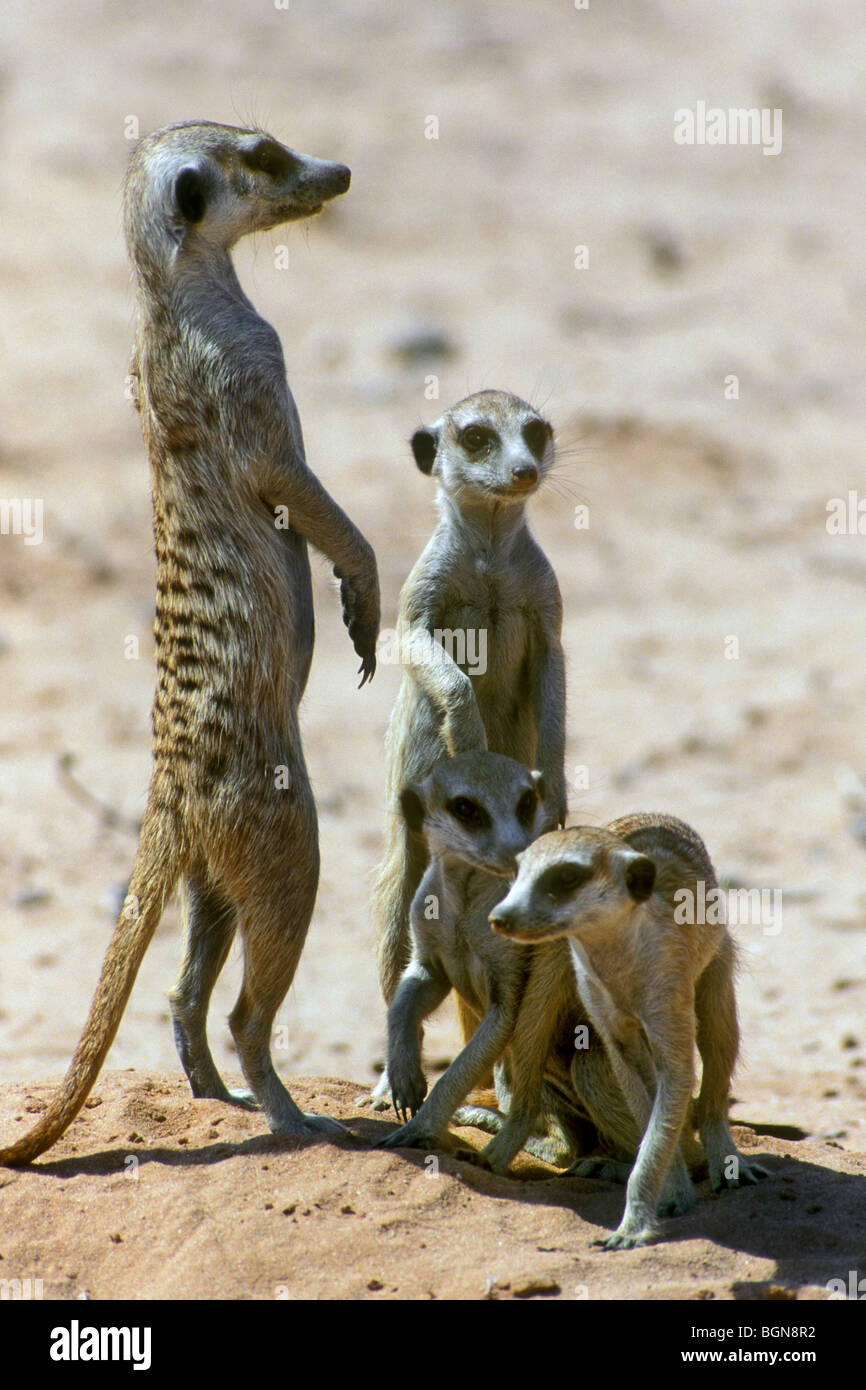 Suricates / Meerkats (Suricata suricatta) nel deserto del Kalahari, Kgalagadi Parco transfrontaliero, Sud Africa Foto Stock