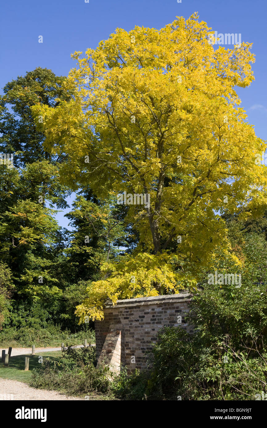 Foglie di autunno in buone condizioni meteorologiche Foto Stock