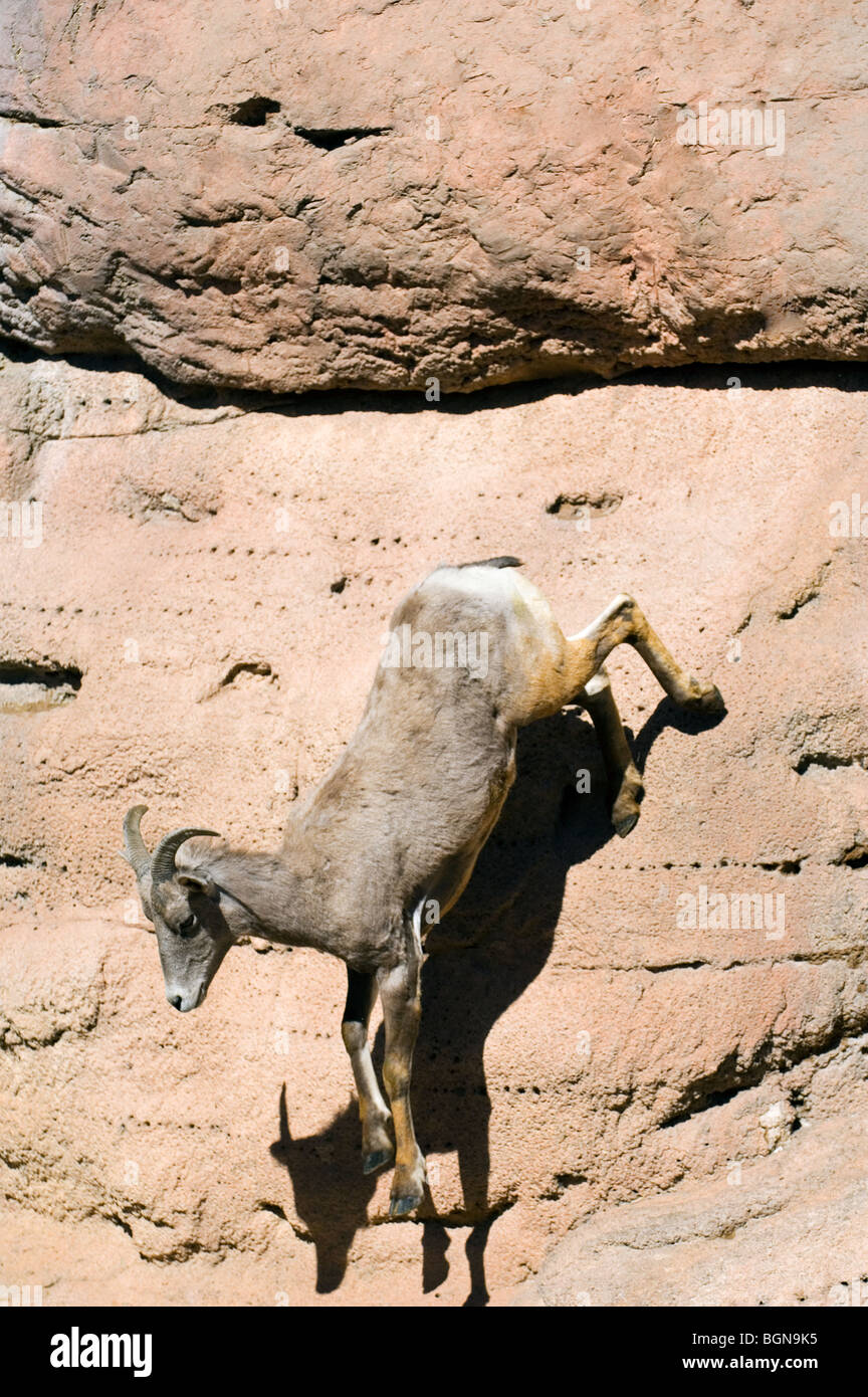 Nelson's / Desert bighorn (Ovis canadensis nelsoni) nella parete di roccia, Arizona, Stati Uniti d'America Foto Stock