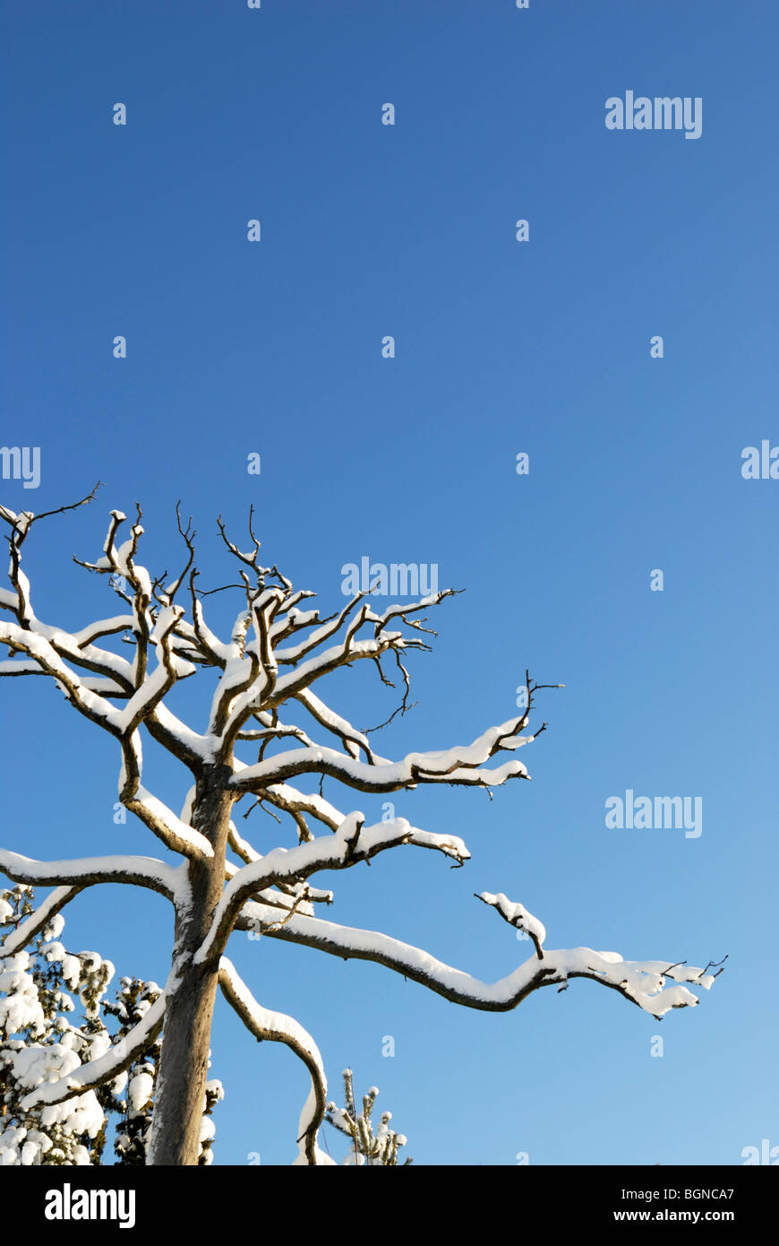 Snowy i rami degli alberi e il blu del cielo con spazio per la copia Foto Stock