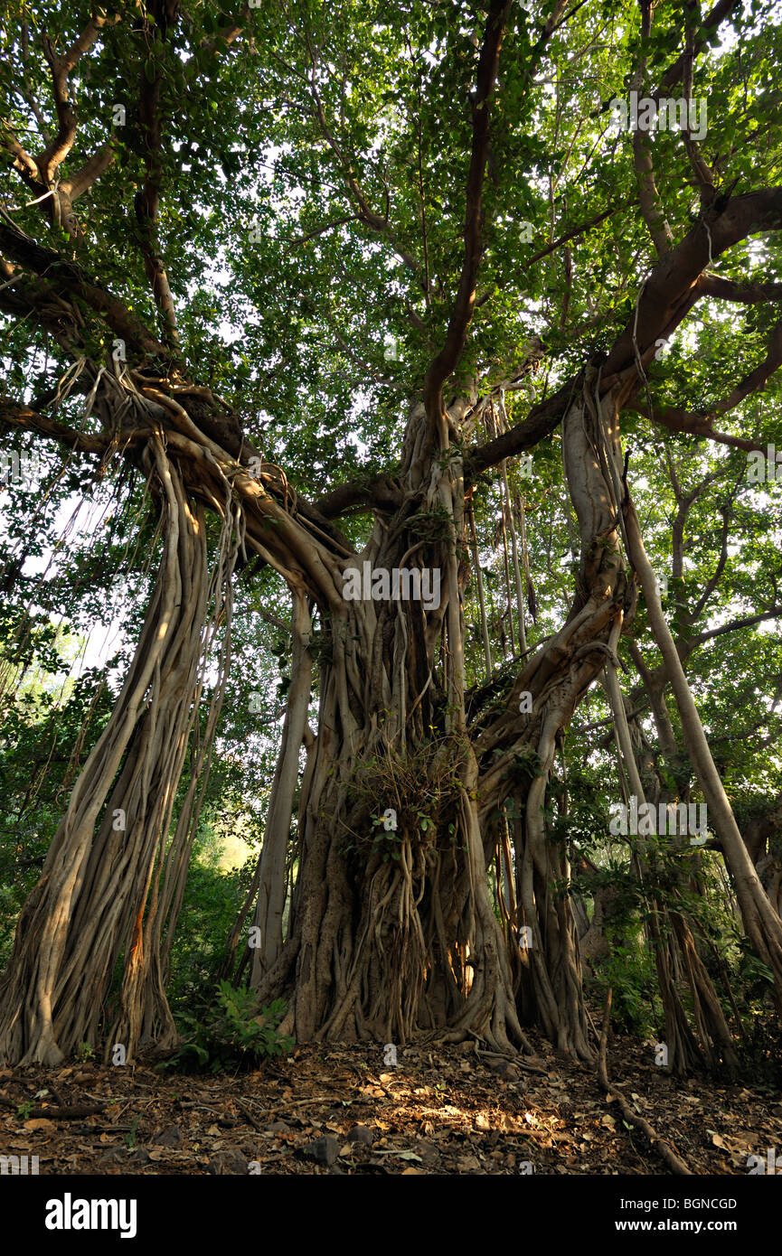 Banyan Tree accanto ad una pista forestale in Ranthambhore Foto Stock