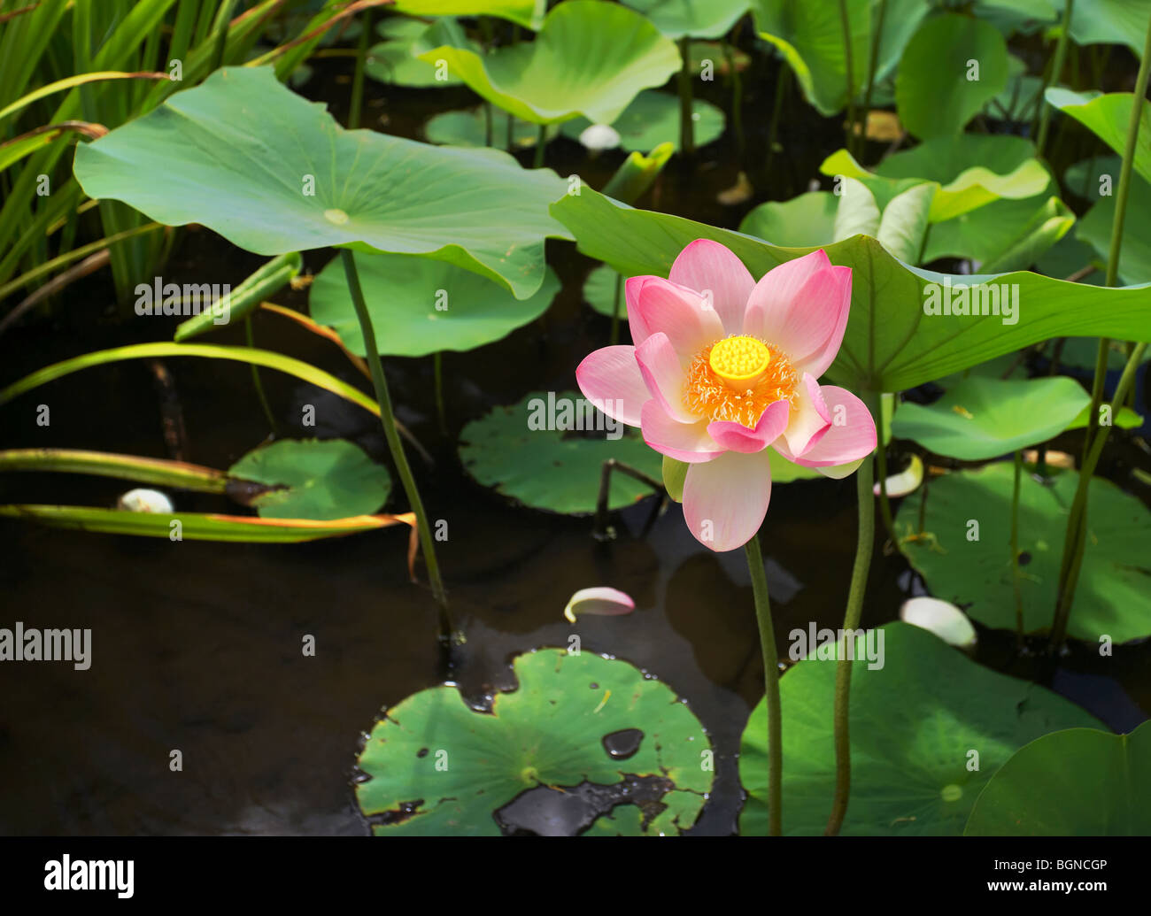 Sacro Lotus Nelumbo nucifera Foto Stock