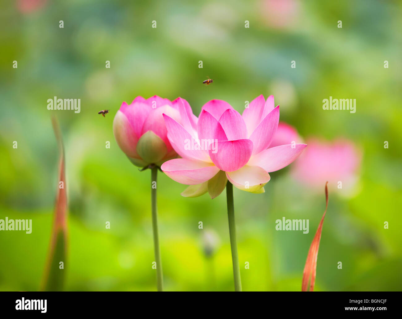 Sacro Lotus Nelumbo nucifera Foto Stock