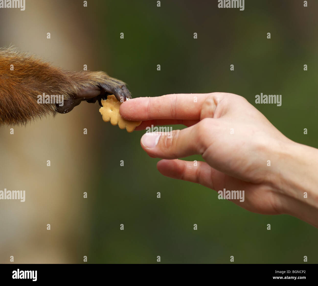 Una mano si estende con un biscotto di trattare per una piccola scimmia Foto Stock Una mano si estende con un biscotto di trattare per una piccola scimmia Foto Stock