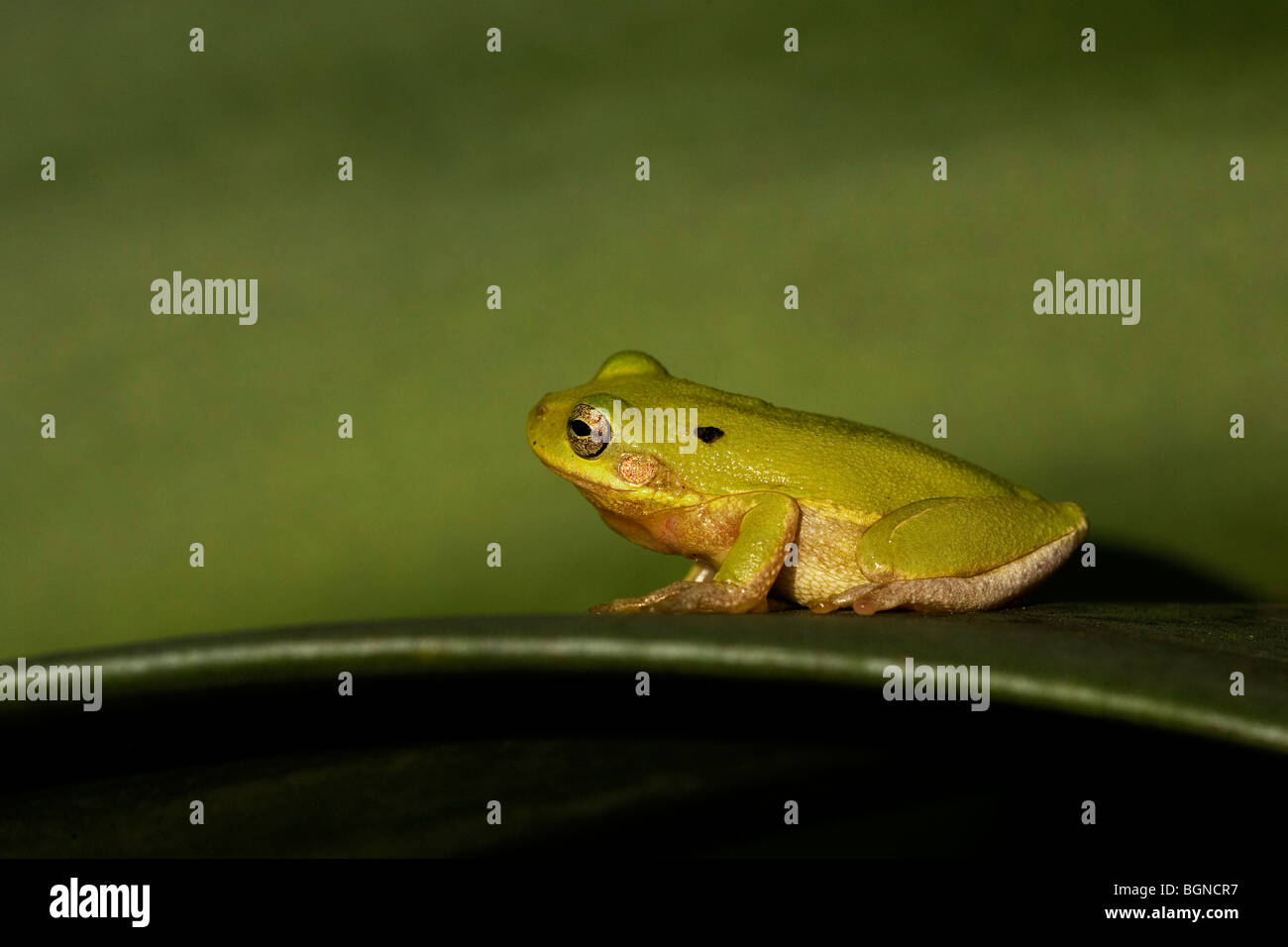 Rana di albero verde Foto Stock