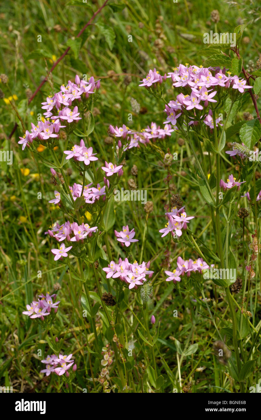 Comune, Centaury centaurium erythraea Foto Stock