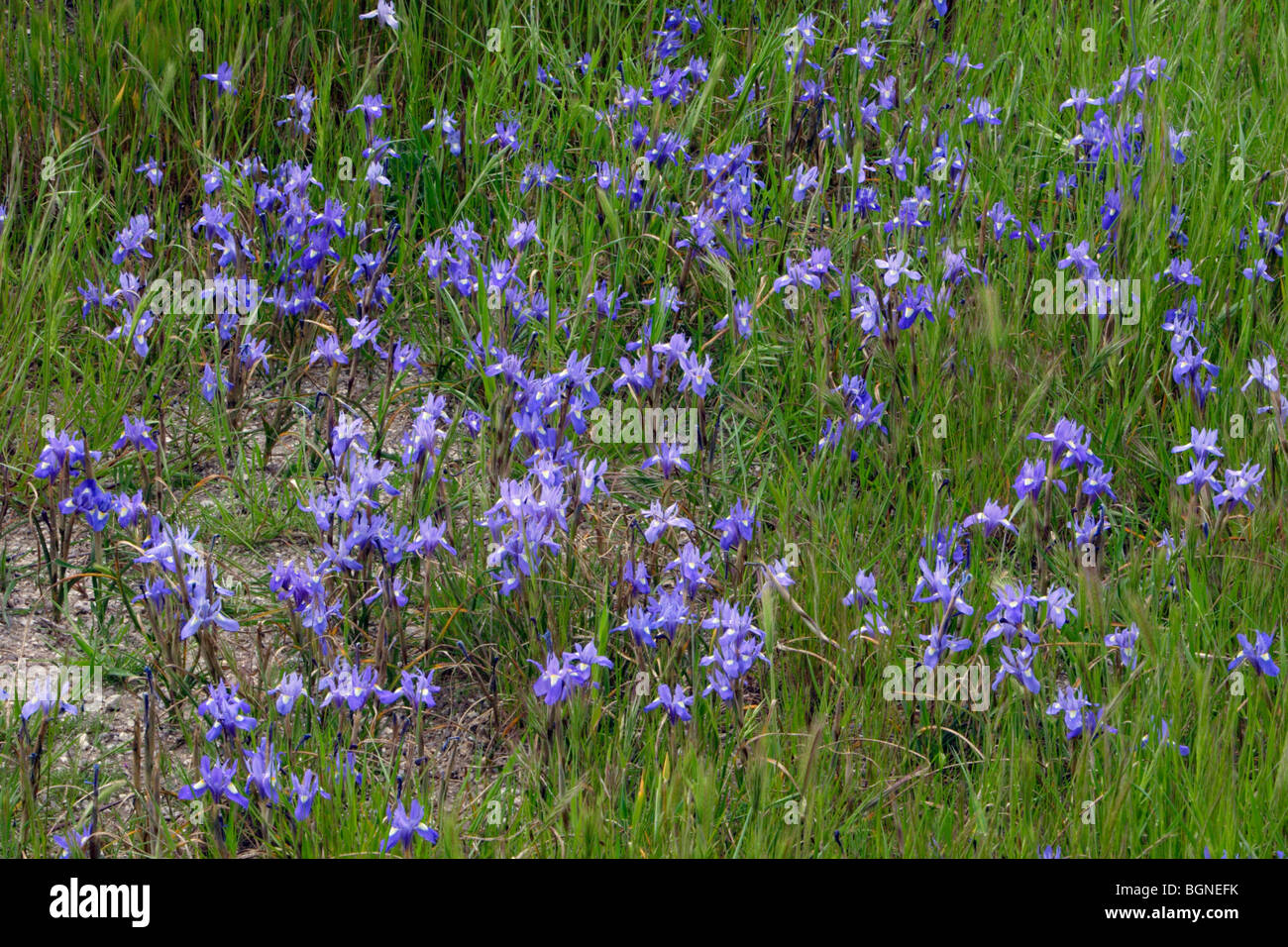 Iris Barberia dado (Gynandriris sisyrinchum) fioritura Extremadura Spagna Foto Stock