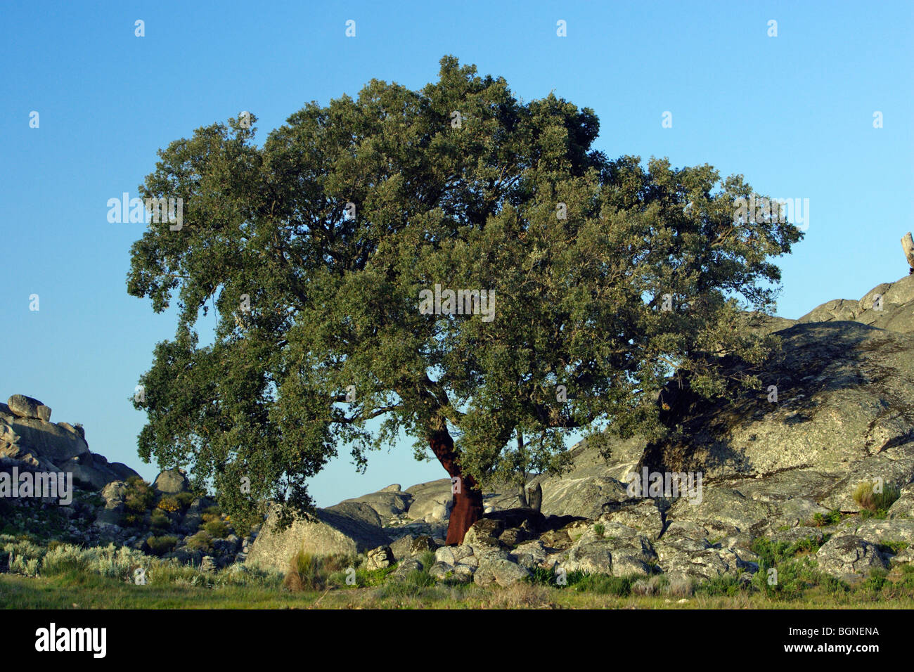 Quercia da sughero (Quercus suber) regione Estremadura Spagna Foto Stock
