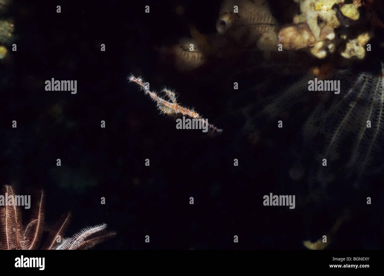 Arlecchino Ghost Pipefish. Solenostomus Paradoxus. Vita sottomarina in Flores Mare, off Komodo. Indonesia. Foto Stock