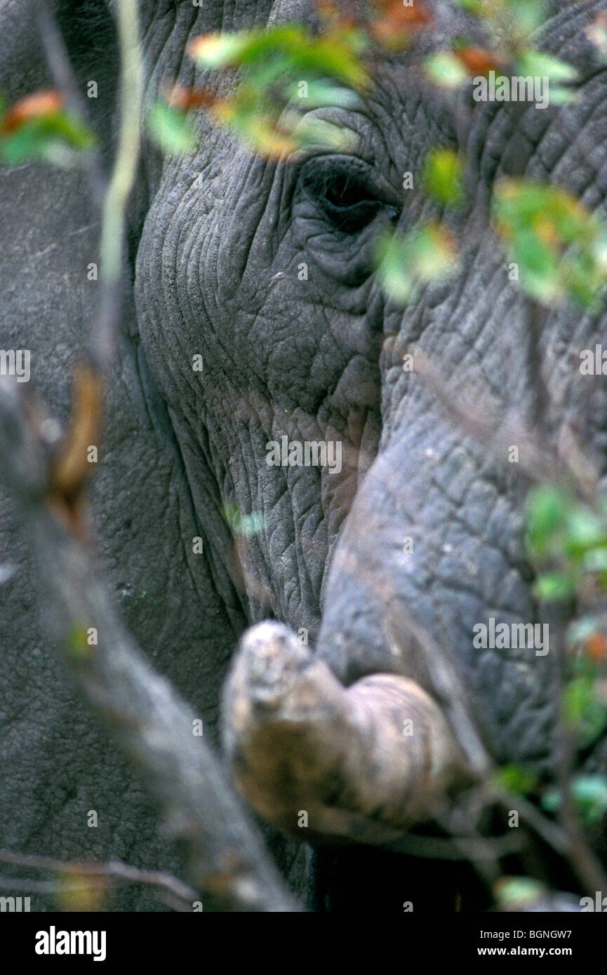 In prossimità dell' elefante africano (Loxodonta africana) con enormi zanne nascondere nel bush, il Parco Nazionale Kruger, Sud Africa Foto Stock