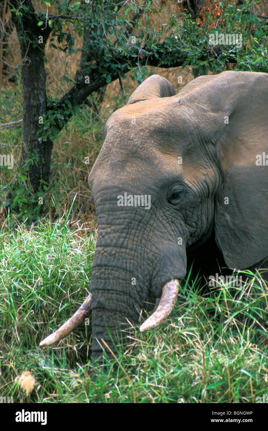 Elefante africano (Loxodonta africana) mangiare la vegetazione nel bush, il Parco Nazionale Kruger, Sud Africa Foto Stock