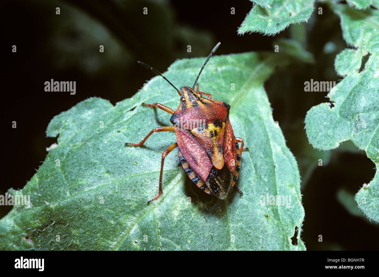 Uno scudo o stink bug (Carpocoris fuscispinus: Pentatomidae) Grecia Foto Stock