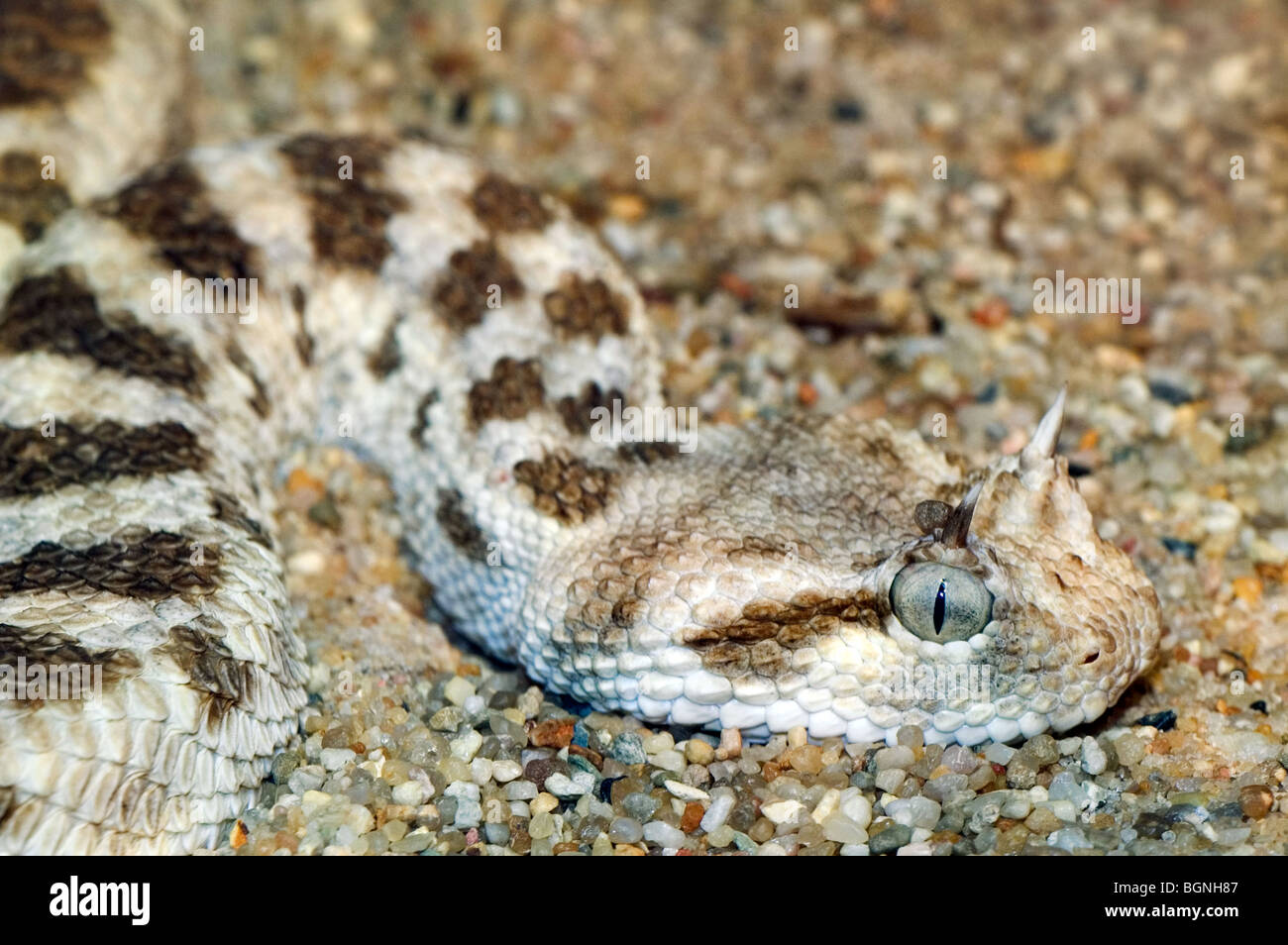 Close up sahariana vipera cornuta / cornuto desert viper (Cerastes cerastes), Nord Africa Foto Stock