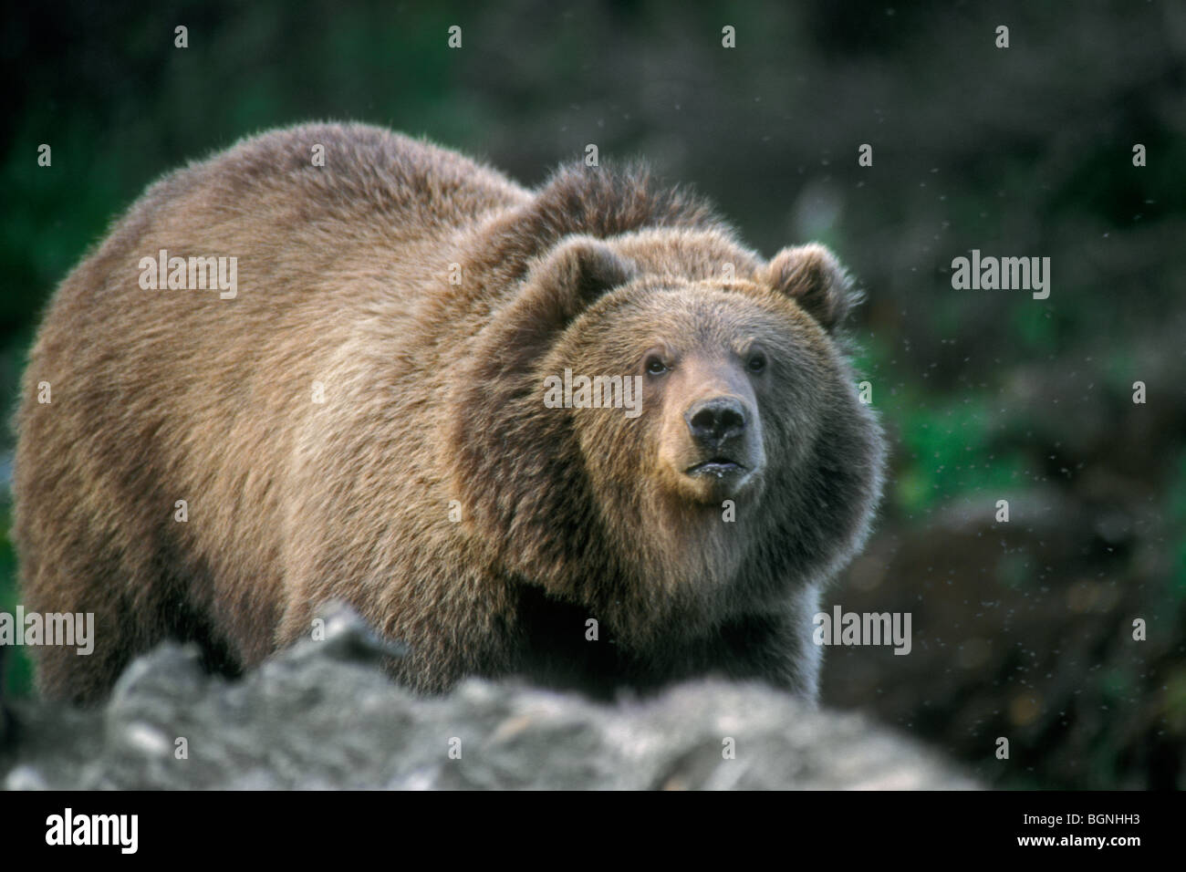 Kodiak l'orso bruno (Ursus arctos middendorffi), isola di Kodiak, Alaska, STATI UNITI D'AMERICA Foto Stock