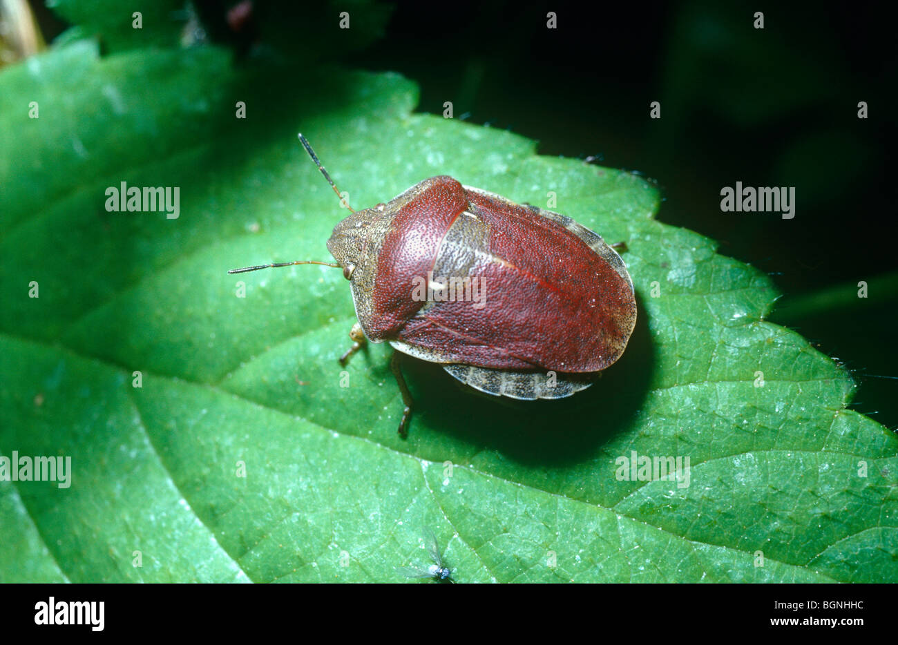 Testuggine europea bug, uno scudo-backed bug (Eurygaster maura: Scutelleridae) REGNO UNITO Foto Stock
