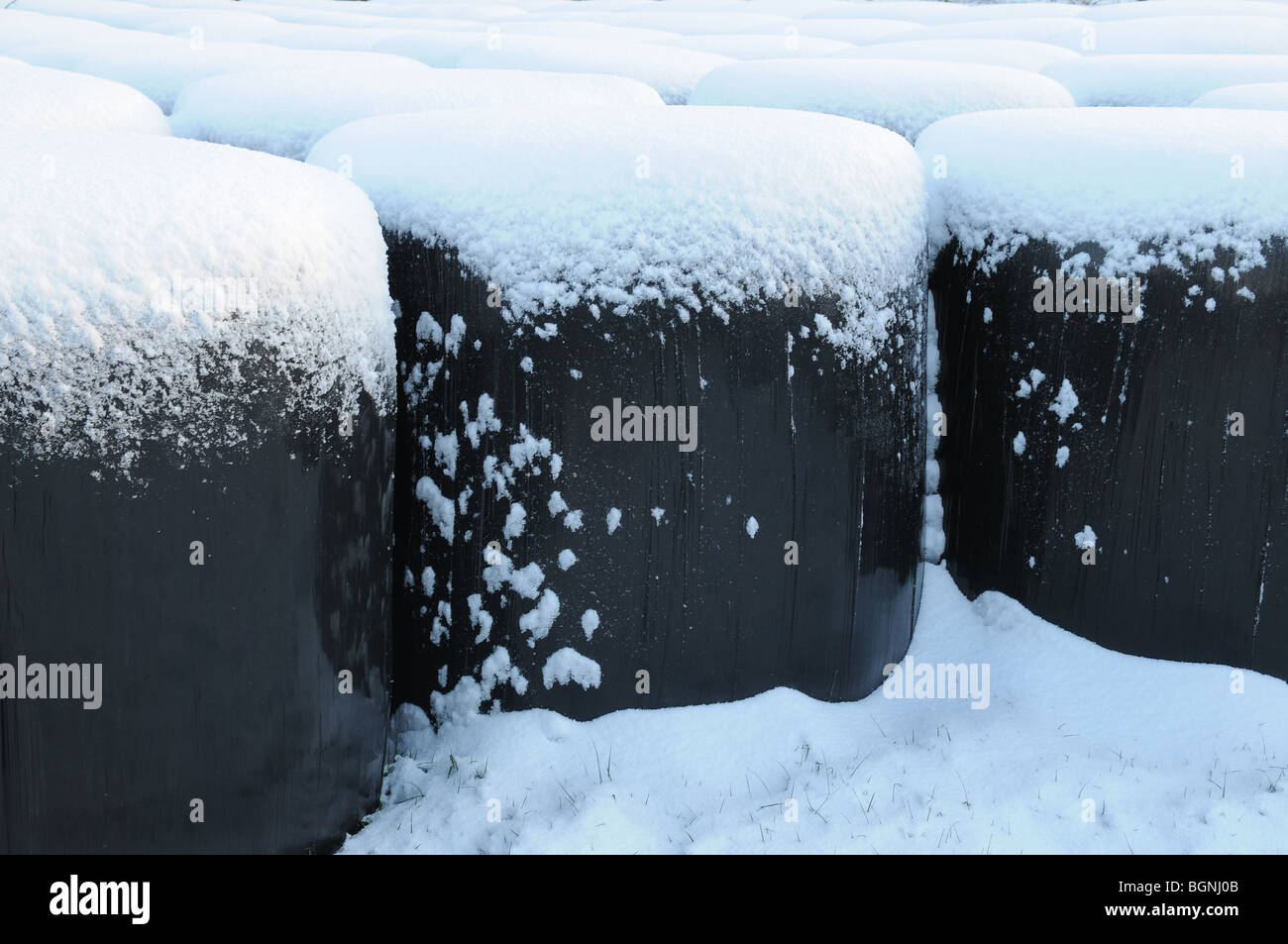 Pinte di neve, balle di fieno avvolto in plastica nera simile pinte di Guinness, Slane, Co. Contea di Meath, Irlanda Foto Stock