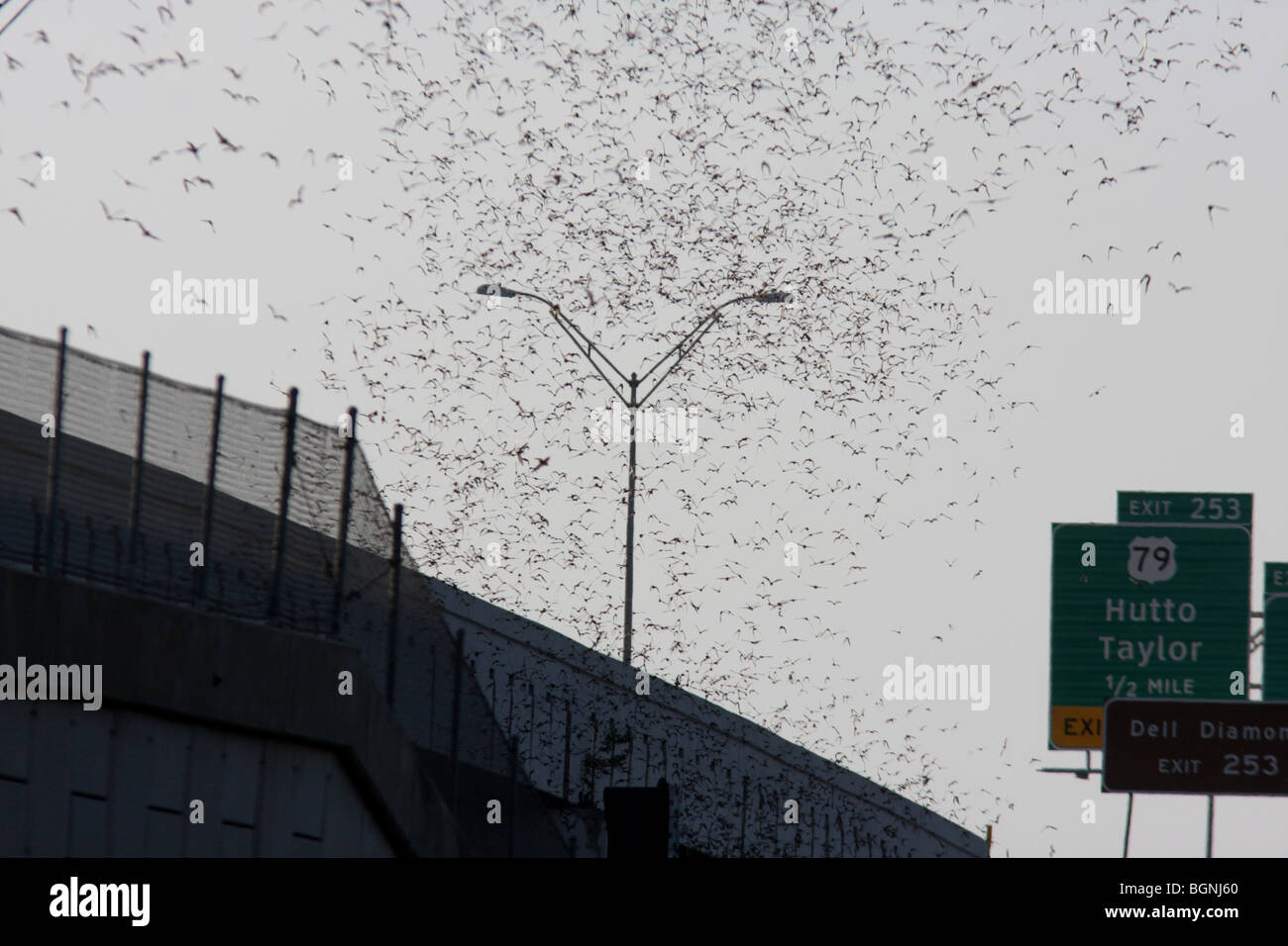 Messicano emergenti free-tailed bat bridge di Austin in Texas Foto Stock