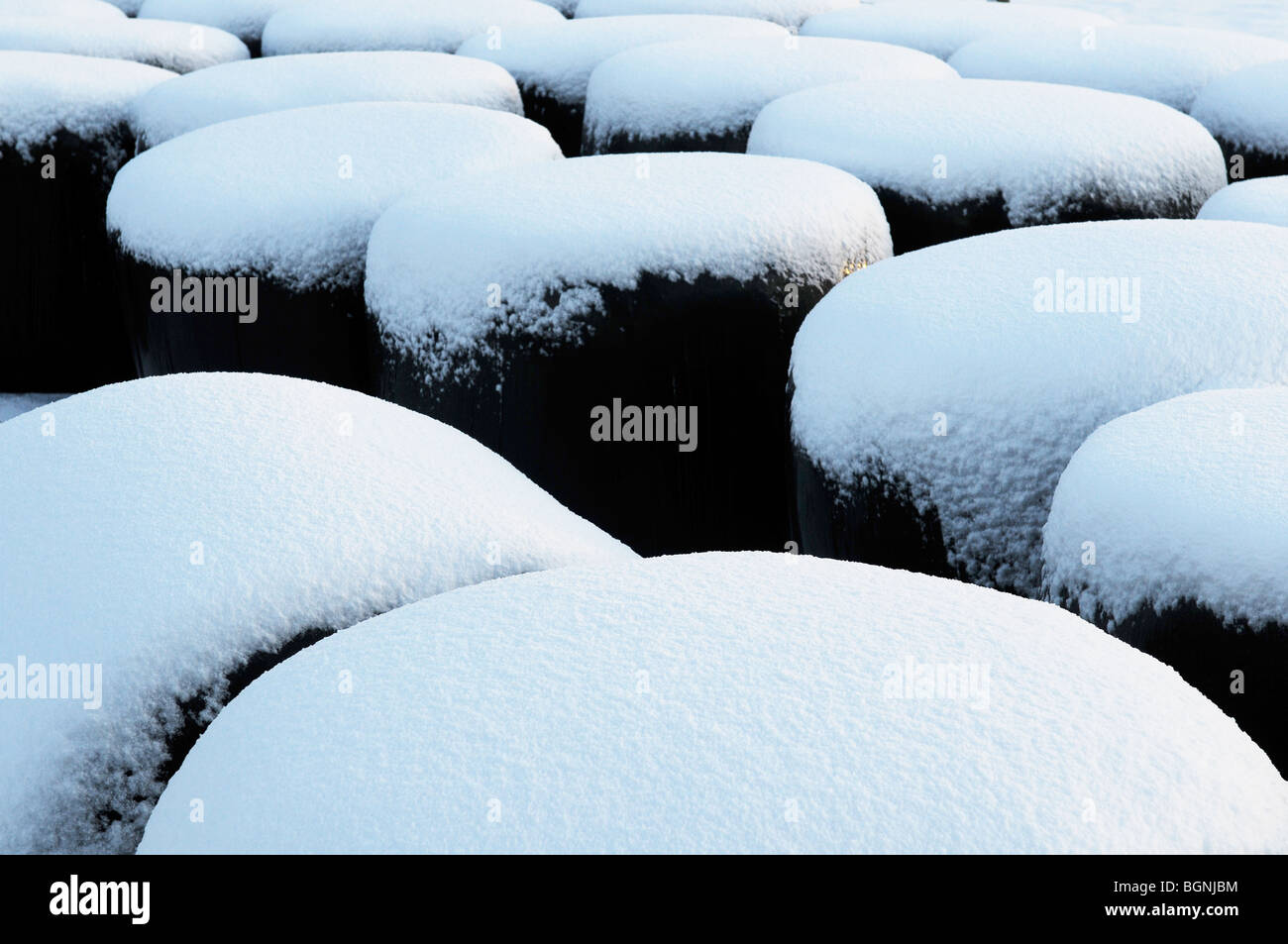 Pinte di neve, balle di fieno avvolto in plastica nera simile pinte di Guinness, Slane, Co. Contea di Meath, Irlanda Foto Stock