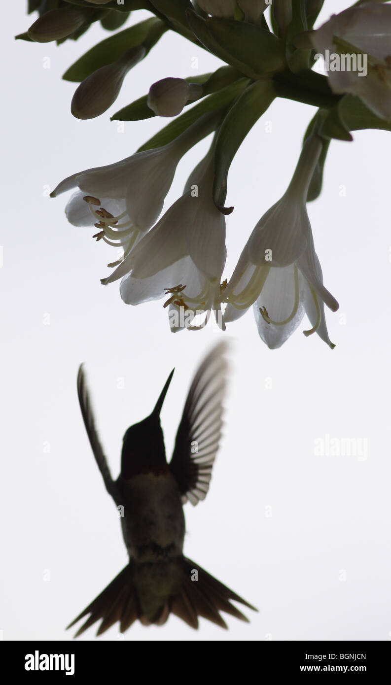 Ruby throated hummingbird silhouette fiore Foto Stock