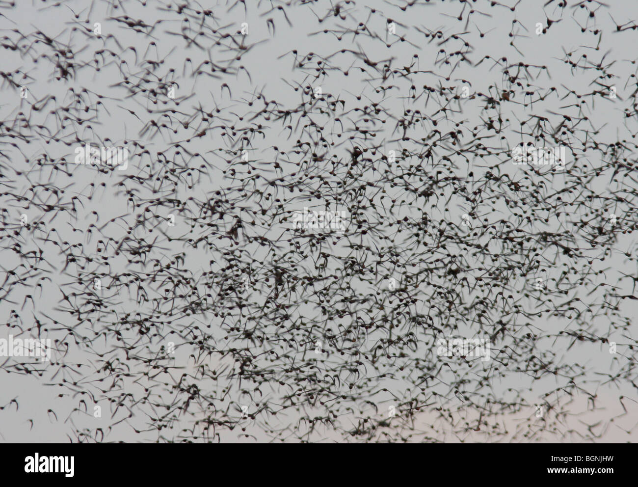 Libera messicano-tailed bat battenti di Austin in Texas Foto Stock