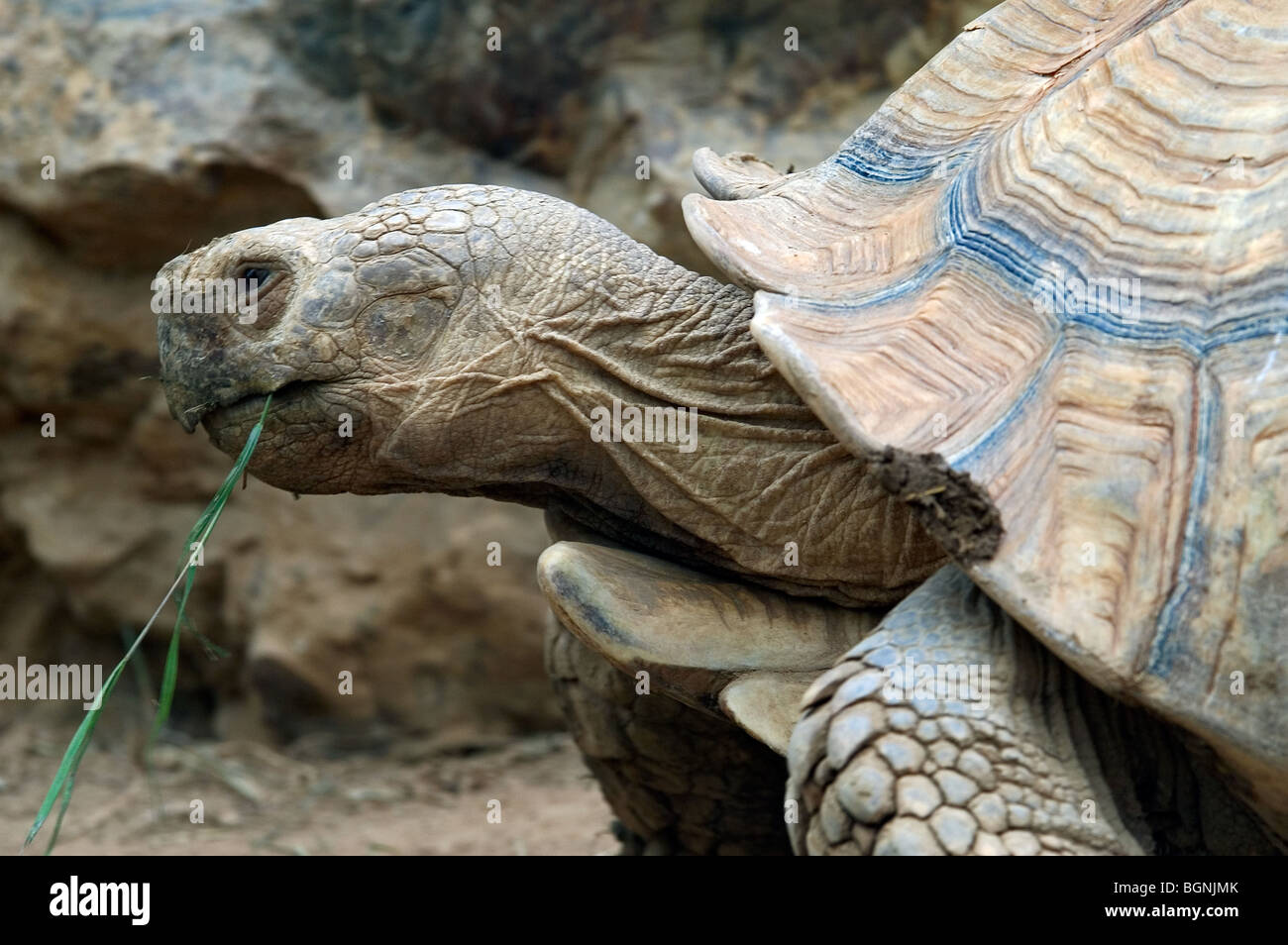 Spronato africano / tartaruga sulcata tartaruga (Geochelone sulcata) nativi a bordo meridionale del deserto del Sahara, in Africa settentrionale Foto Stock