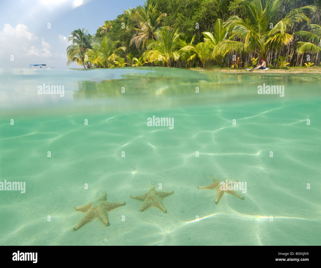 Panamá Boca del Drago Starfish Beach Bocas del Toro Isla Colón Foto Stock