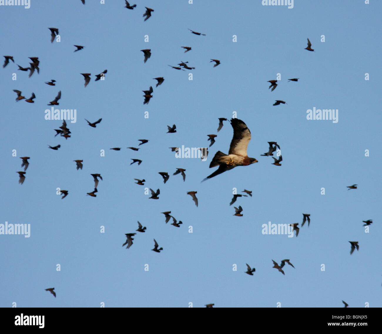 Swainson's hawk caccia messicano emergenti free-tailed bat Foto Stock