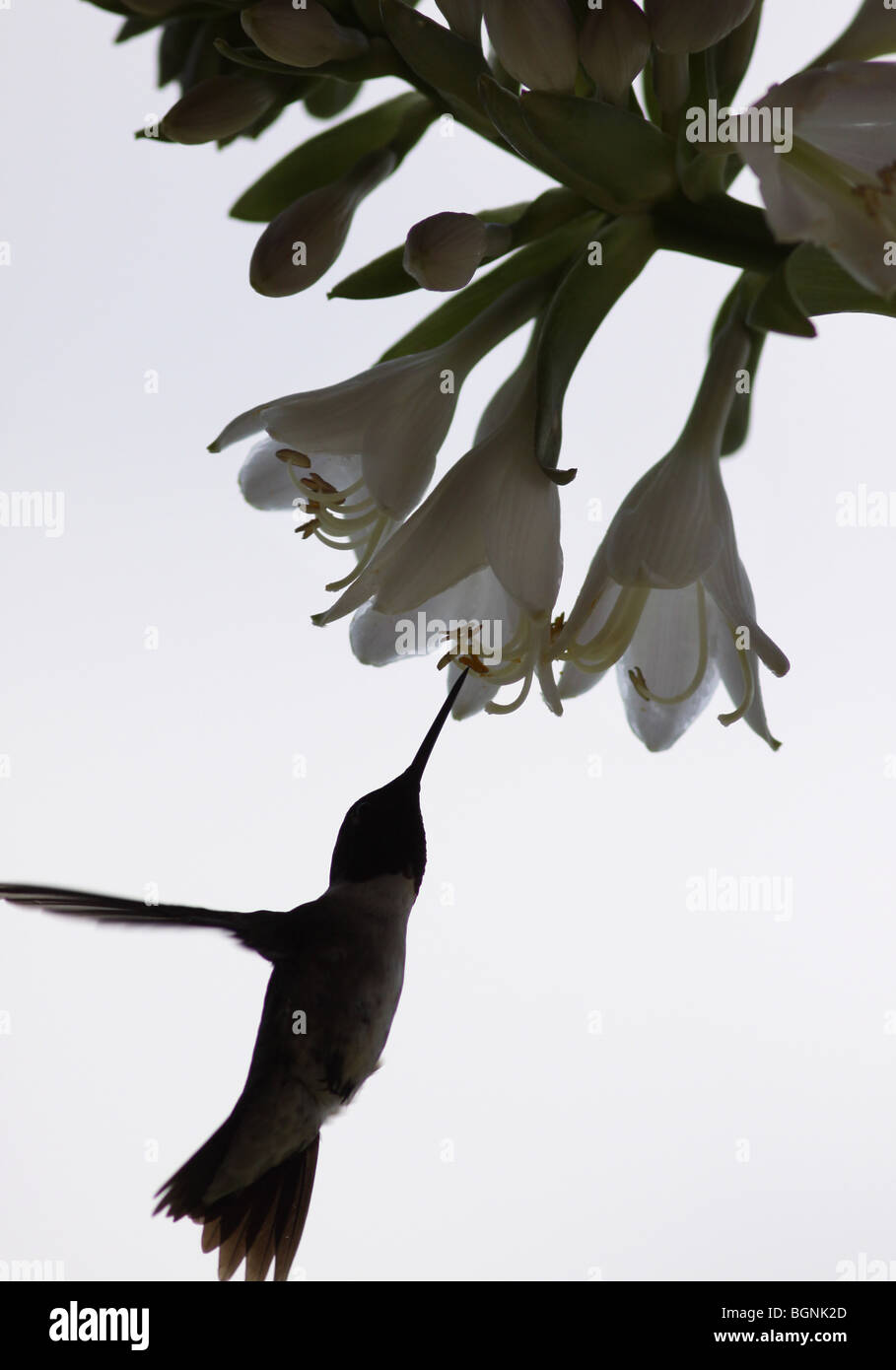 Ruby throated hummingbird alimentazione da fiore Foto Stock